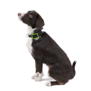 Collier GPS pour chien Weenect - Weenect - tracker